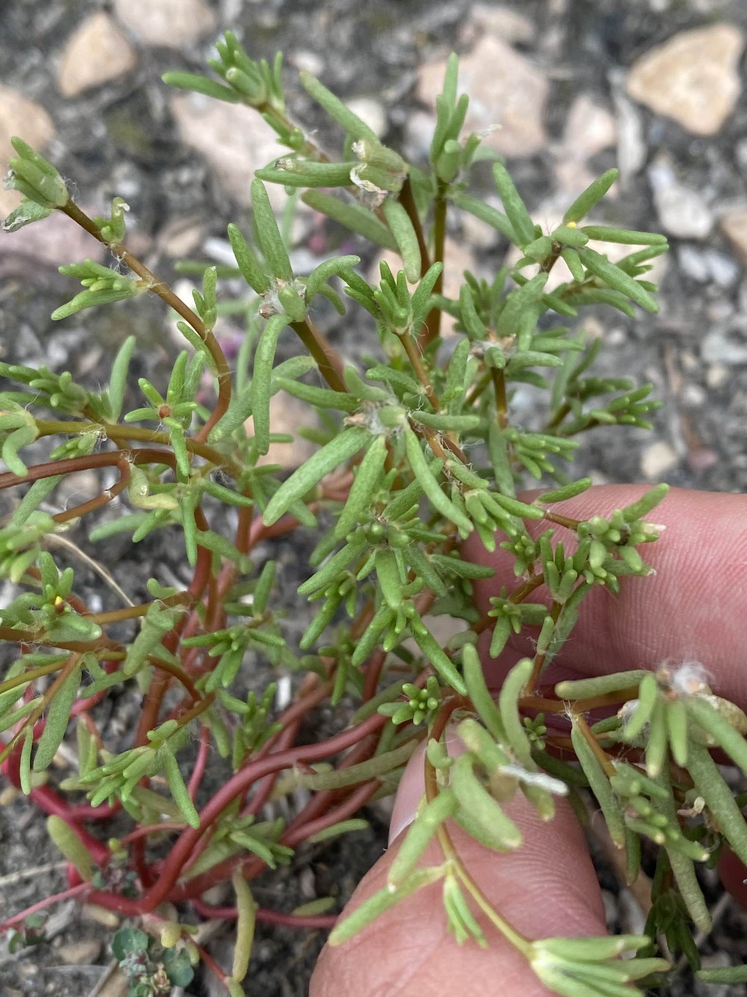 Portulaca halimoides